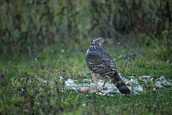 Habicht (Accipiter gentilis)