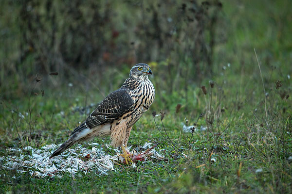 Habicht (Accipiter gentilis)