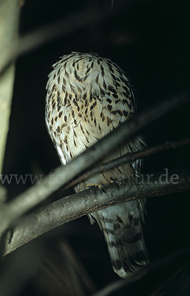 Habicht (Accipiter gentilis)