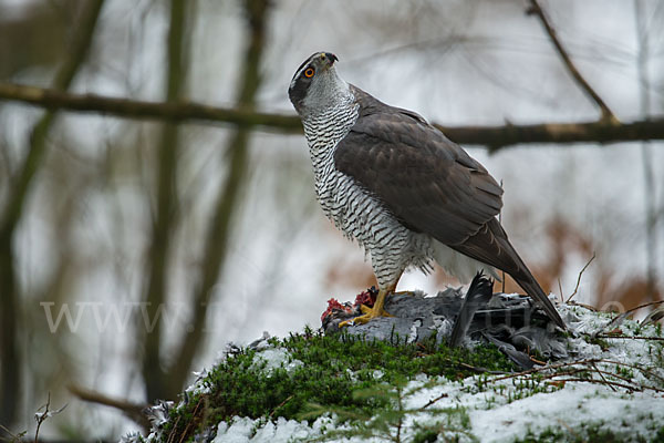 Habicht (Accipiter gentilis)