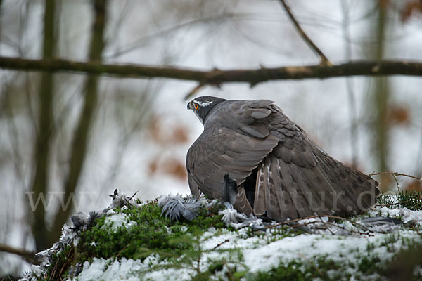 Habicht (Accipiter gentilis)