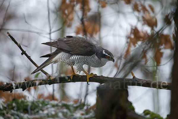 Habicht (Accipiter gentilis)