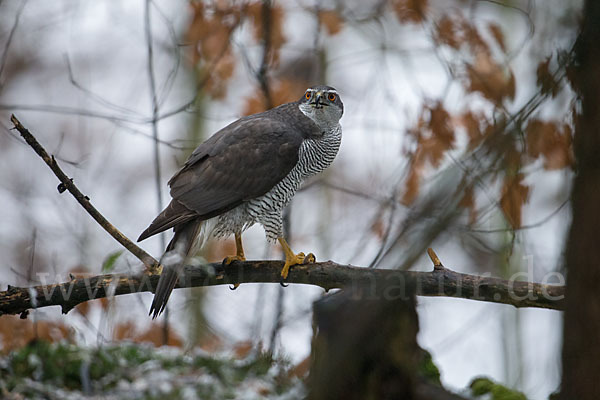 Habicht (Accipiter gentilis)