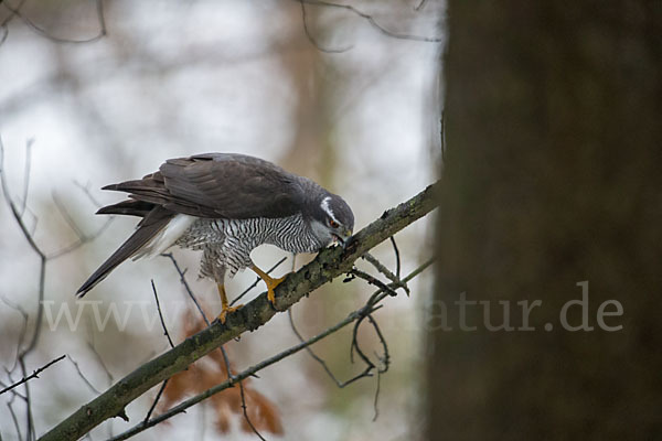 Habicht (Accipiter gentilis)