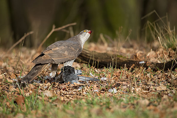 Habicht (Accipiter gentilis)