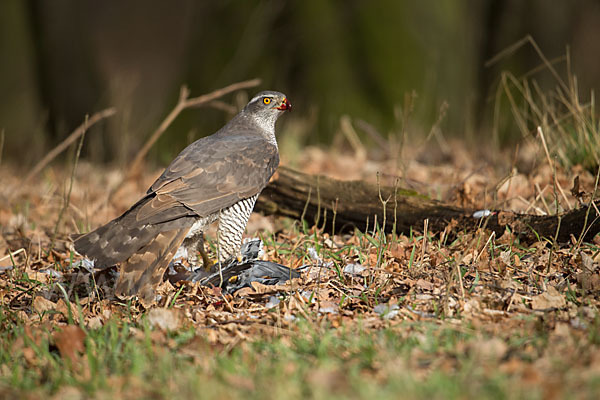 Habicht (Accipiter gentilis)