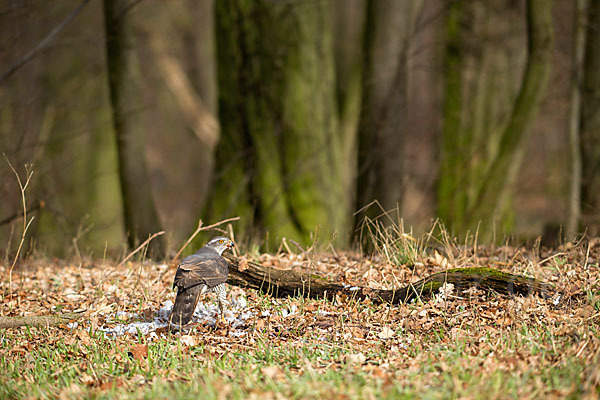 Habicht (Accipiter gentilis)