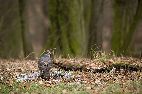 Habicht (Accipiter gentilis)