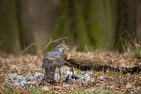 Habicht (Accipiter gentilis)