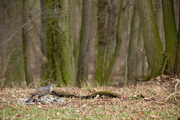 Habicht (Accipiter gentilis)