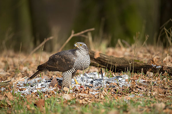 Habicht (Accipiter gentilis)