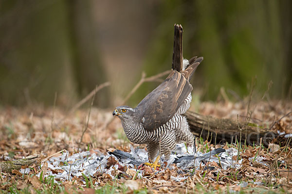 Habicht (Accipiter gentilis)