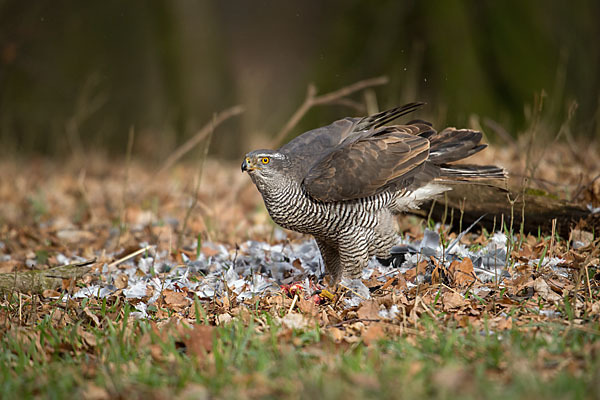 Habicht (Accipiter gentilis)