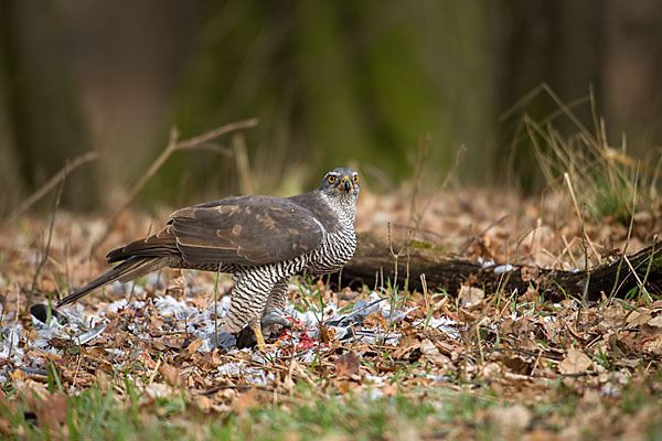 Habicht (Accipiter gentilis)