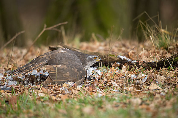 Habicht (Accipiter gentilis)