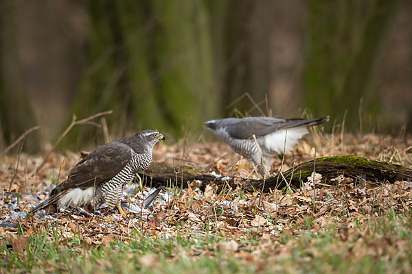 Habicht (Accipiter gentilis)