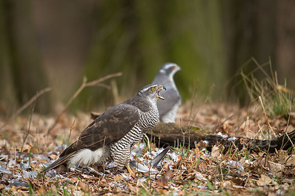 Habicht (Accipiter gentilis)