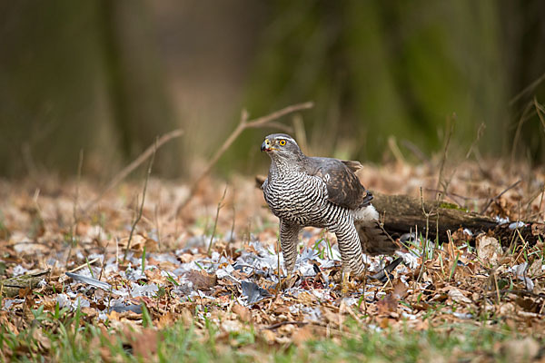 Habicht (Accipiter gentilis)