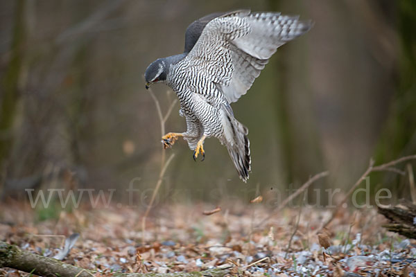 Habicht (Accipiter gentilis)