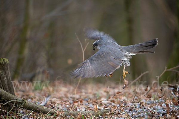 Habicht (Accipiter gentilis)