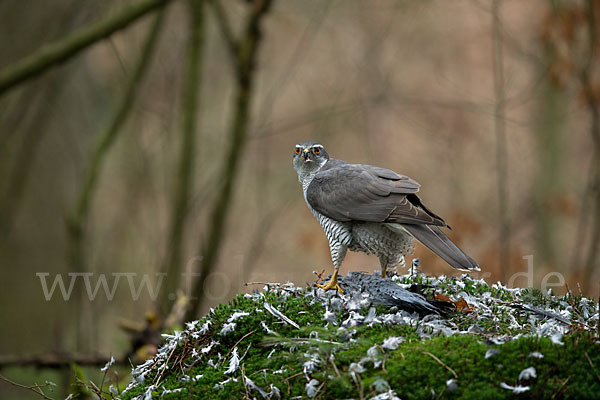 Habicht (Accipiter gentilis)