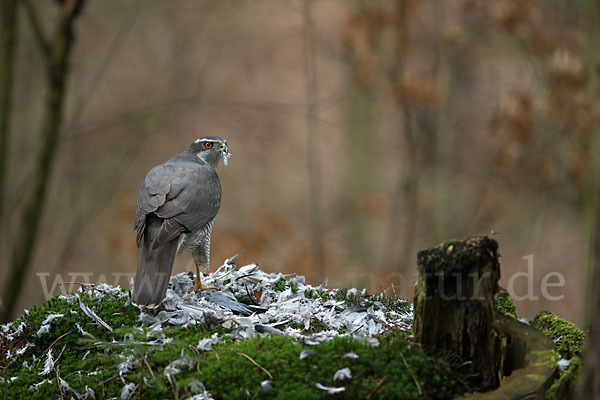 Habicht (Accipiter gentilis)