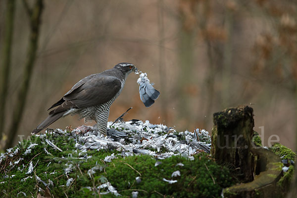 Habicht (Accipiter gentilis)