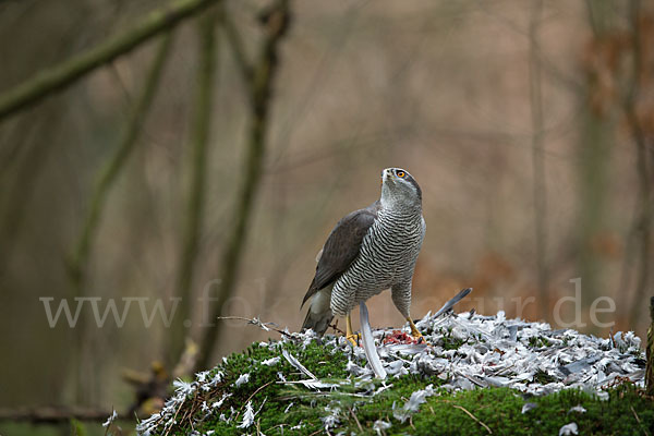 Habicht (Accipiter gentilis)