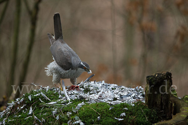 Habicht (Accipiter gentilis)