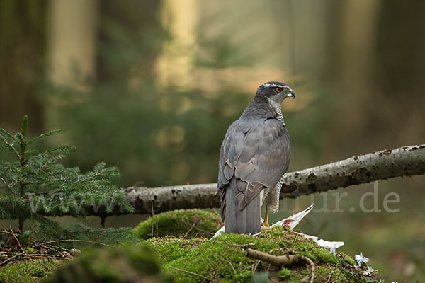 Habicht (Accipiter gentilis)