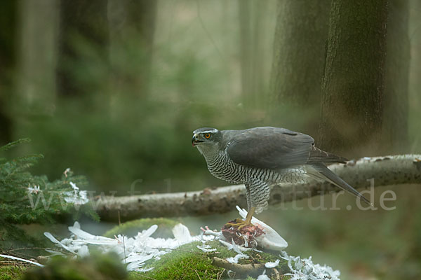 Habicht (Accipiter gentilis)