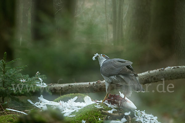 Habicht (Accipiter gentilis)