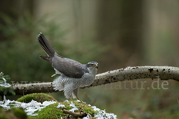 Habicht (Accipiter gentilis)