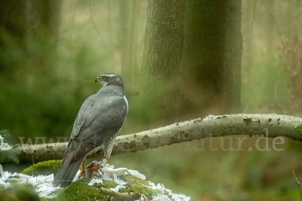 Habicht (Accipiter gentilis)