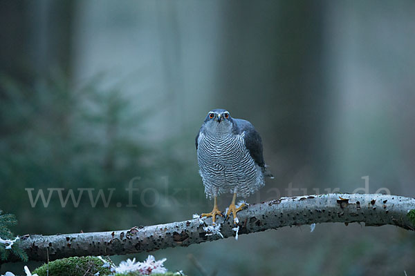 Habicht (Accipiter gentilis)