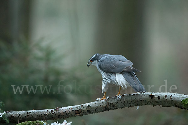 Habicht (Accipiter gentilis)