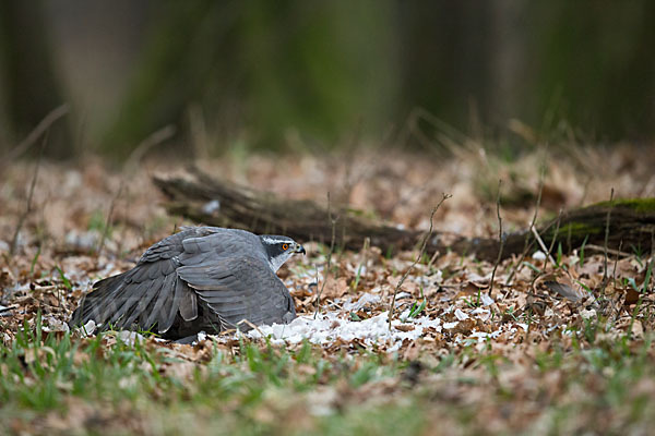 Habicht (Accipiter gentilis)