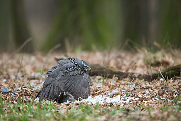 Habicht (Accipiter gentilis)