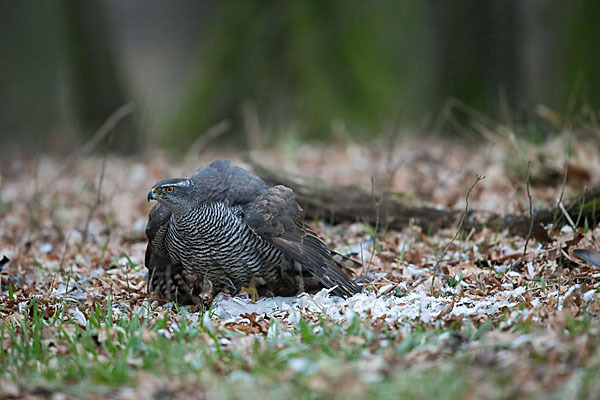 Habicht (Accipiter gentilis)