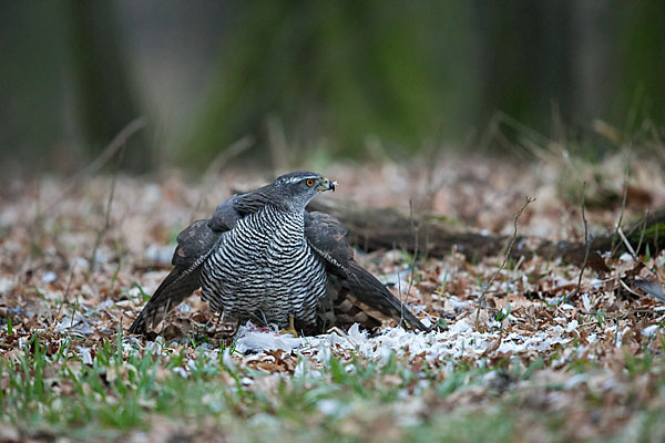 Habicht (Accipiter gentilis)