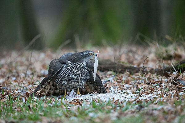 Habicht (Accipiter gentilis)