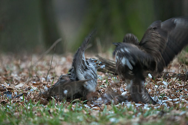 Habicht (Accipiter gentilis)