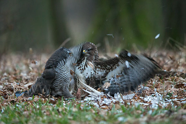 Habicht (Accipiter gentilis)