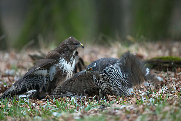 Habicht (Accipiter gentilis)