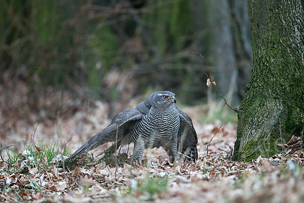 Habicht (Accipiter gentilis)