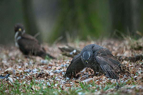 Habicht (Accipiter gentilis)