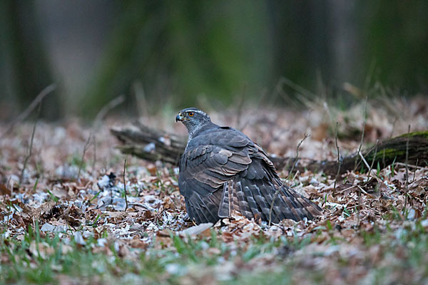 Habicht (Accipiter gentilis)