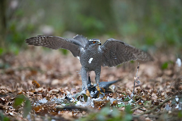 Habicht (Accipiter gentilis)