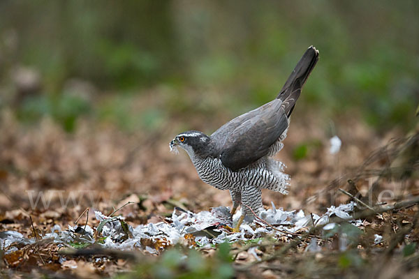 Habicht (Accipiter gentilis)