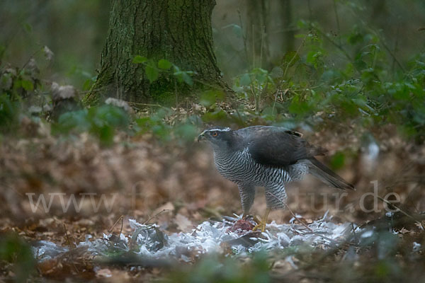 Habicht (Accipiter gentilis)